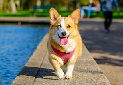 Assegno per le famiglie con animali